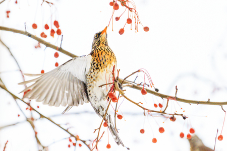 bird in flight breaks red berries, winter periodの写真素材