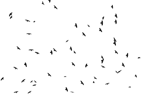Silhouettes of crows on a white backgroundの写真素材