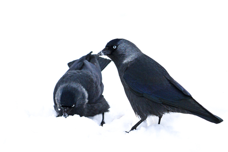 two black birds are looking for food in white snowの写真素材