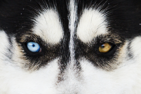 beautiful Husky multicolored eyesbeautiful winter photosの写真素材