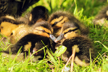 little ducklings sleep in the grassの写真素材