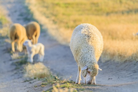 a sheep grazes on the road in the rays of the sunの写真素材