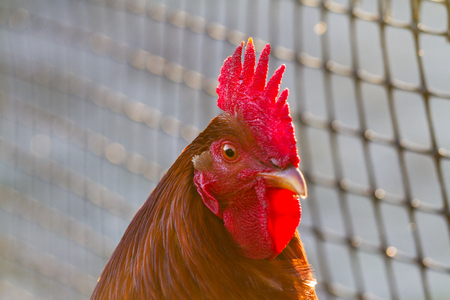 rooster on the background of the grid in the sunset raysの写真素材
