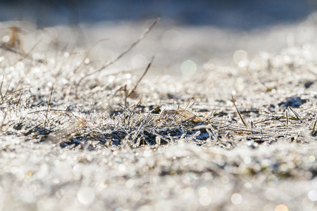 spring morning frosts and young grassの写真素材