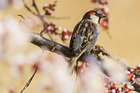 beautiful bird sits on a branch among the blossoming apricotの写真素材