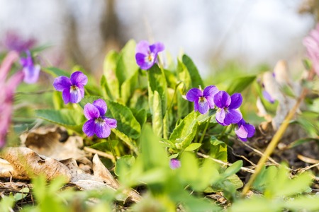 colorful spring flowers in the forestの写真素材