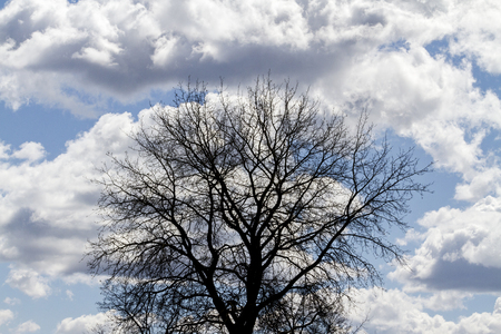 gentle clouds and hard silhouette of a huge treeの写真素材