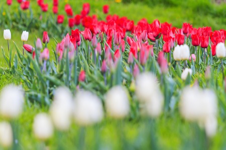 white and red tulips in the city parkの写真素材
