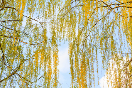 beautiful poplar branches in the spring sky
