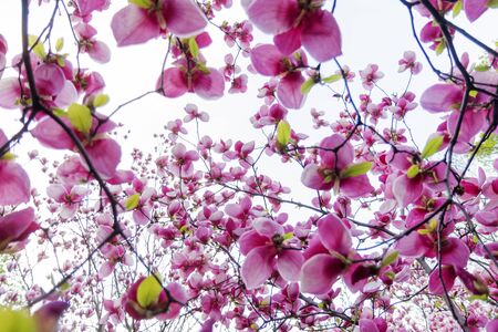magnolia flowers that covered the whole skyの写真素材