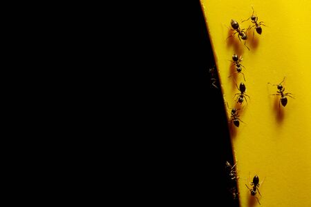 ants on a yellow subject on a black backgroundの写真素材