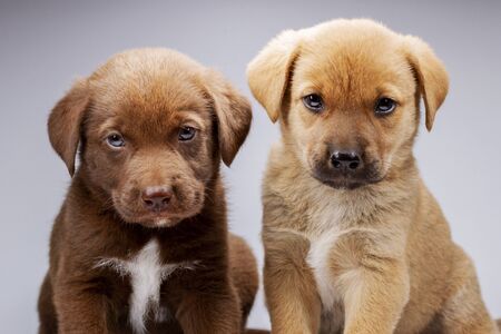 cute puppies on white background