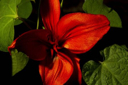 red lily and green leaves on a black backgroundの写真素材