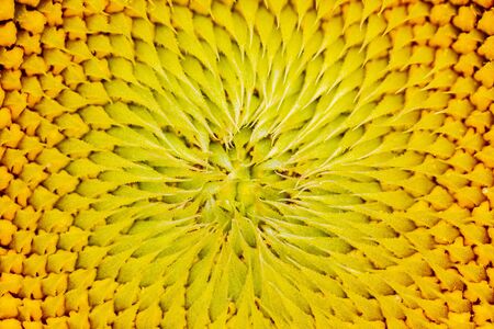 sunflower color texture, gradient color transitionの写真素材