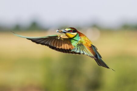 beautiful colorful bird in flight with a dragonfly in its beakの写真素材