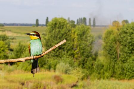 bright bird of paradise sitting on a branch in habitatの写真素材