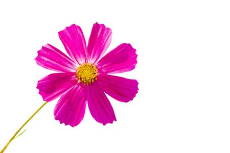 delicate pink flower isolated on white backgroundの写真素材