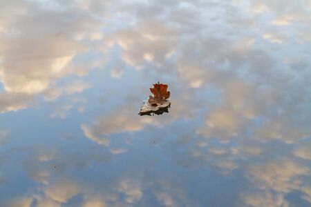 boat of leaves is floating in the autumn lakeの写真素材
