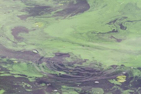blooming algae water in the river
