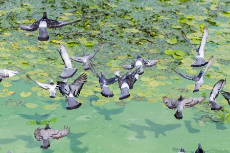 pigeons fly over the green lakeの写真素材