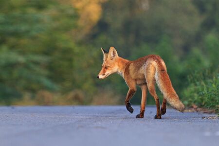 red fox runs on the road in the autumn morning, autumn periodの写真素材