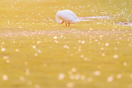swan cleans feathers standing among green fieldの写真素材