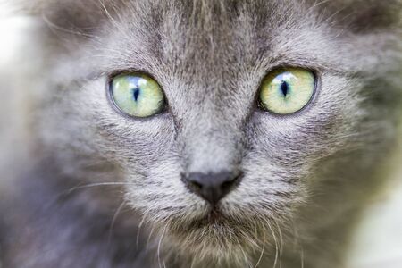 gray cat face with green eyesの写真素材