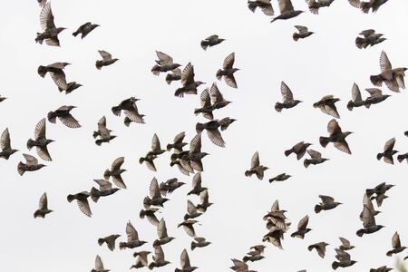 starlings fly through the gray sky, wild nature