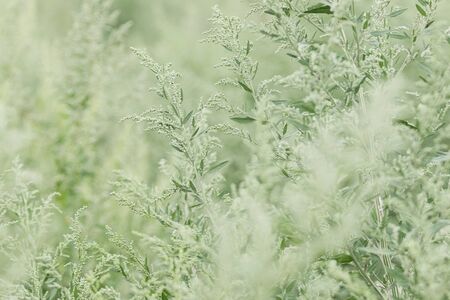 green plants, natural unusual texture, wild nature