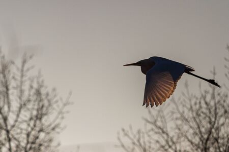 heron flies in the shade of trees with backlit wingsの写真素材