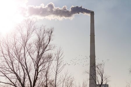 birds fly against the background of a factory pipe