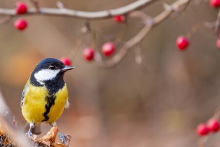 Great tit on a background of red berries, wild nature