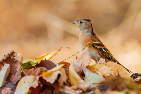 beautiful wild bird in the autumn forest among the leaves, wild nature