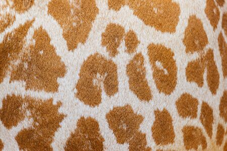spotted wool texture of an African giraffe, exclusive