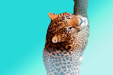 leopard is swimming on a blue background, exclusive