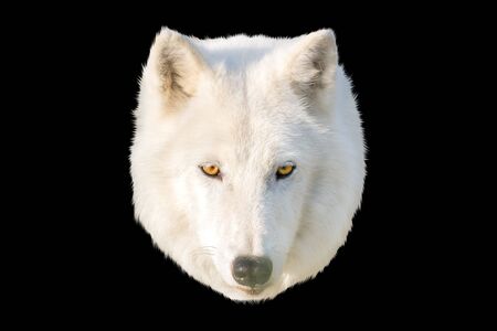 white wolf head on a black background, exclusiveの写真素材