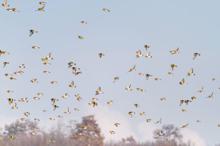 flock of beautiful songbirds flies through the sky, wild natureの写真素材