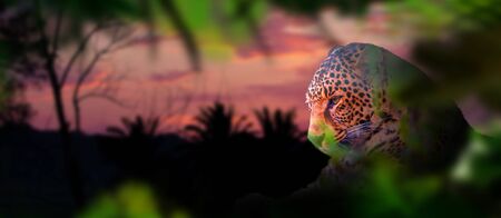 leopard lies among the thickets at sunset, wild natureの写真素材