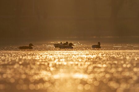 wild ducks swim on a morning lake in the fog, wild natureの写真素材