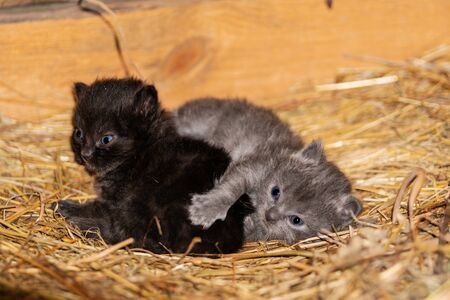 newborn kittens are lying in a nest in the atticの写真素材