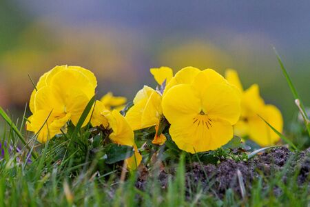 yellow violets in a spring gardenの写真素材