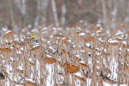 songbirds in winter eat sunflower seeds, wild natureの写真素材