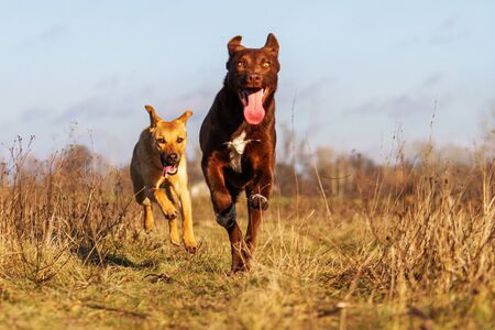 funny doggies run free on the grass, funny petsの写真素材