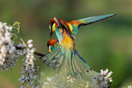 beautiful birds mate in spring on a flowering branch , wildlifeの写真素材