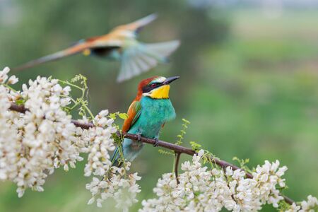 bee-eater looks with interest among the flowers of a blossoming tree , wildlifeの写真素材