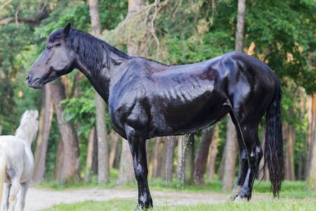 black horse dries in the sun after bathing , wildlifeの写真素材