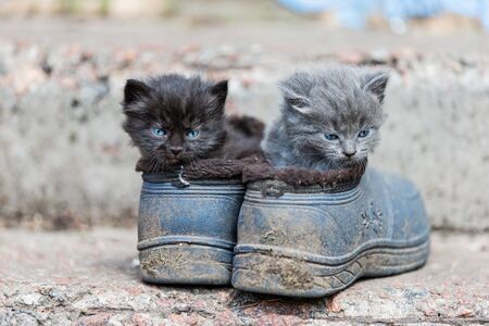 little kittens hid each separately in shoes, children animalsの写真素材