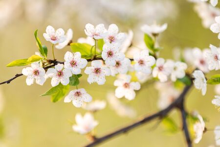 beautiful cherry flowers on a tree at sunrise, Springの写真素材