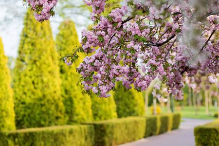 beautiful sunset alley and blooming sakura, spring period