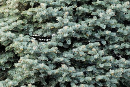 coniferous needles grow beautifully in different directions, spring period